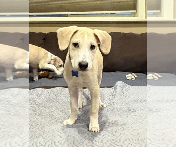 Medium Photo #12 Mutt Puppy For Sale in Plymouth, MN, USA