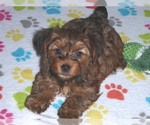 Small Photo #14 Yorkshire Terrier Puppy For Sale in ORO VALLEY, AZ, USA
