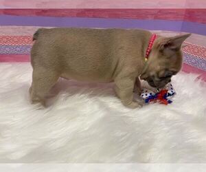 French Bulldog Puppy for sale in VACAVILLE, CA, USA