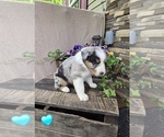 Small #9 Australian Shepherd