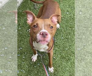 American Pit Bull Terrier-Unknown Mix Dogs for adoption in Fayetteville, NC, USA