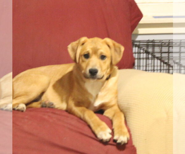 Medium Photo #3 Boxer-Unknown Mix Puppy For Sale in Burnsville, MN, USA