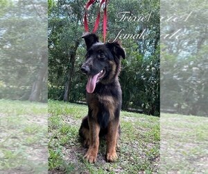 German Shepherd Dog Puppy for sale in RUSKIN, FL, USA