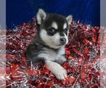 Small Photo #4 Alaskan Klee Kai Puppy For Sale in NORWOOD, MO, USA