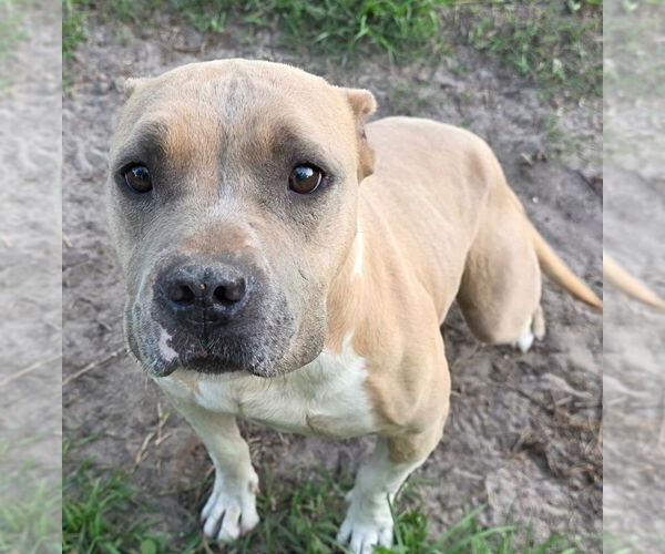 Medium Photo #8 American Staffordshire Terrier-Staffordshire Bull Terrier Mix Puppy For Sale in Brewster, NY, USA