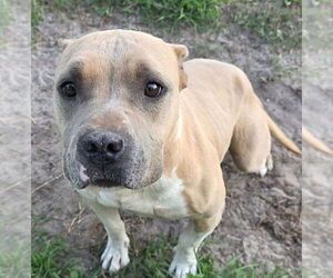 Hope (SC) - Female American Staffordshire Terrier-Staffordshire Bull Terrier Mix Dog for Adoption - Photo #8