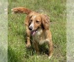 Small Photo #1 English Cocker Spaniel Puppy For Sale in OCILLA, GA, USA