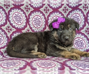 German Shepherd Dog Puppy for sale in KIRKWOOD, PA, USA