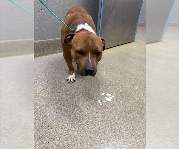 Medium Photo #1 Mutt Puppy For Sale in Las Vegas, NV, USA