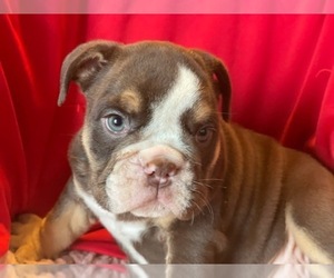 English Bulldog Puppy for sale in STKN, CA, USA