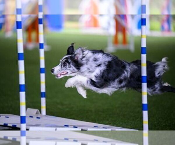 Medium Photo #12 Border Collie Puppy For Sale in MOSIER, OR, USA