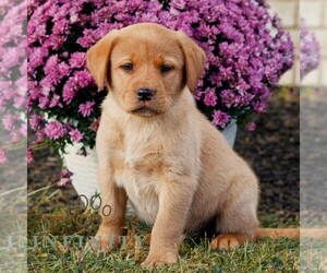 Labrador Retriever Puppy for sale in MORGANTOWN, PA, USA