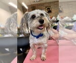 Small #2 Havanese