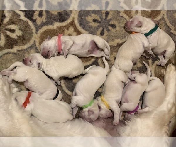 Medium Photo #2 English Cream Golden Retriever Puppy For Sale in MARSHFIELD, WI, USA