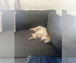 Small #1 Maltese Mix