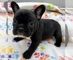 Small Photo #3 French Bulldog Puppy For Sale in MANKATO, MN, USA