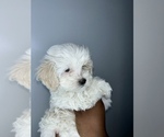 Puppy Cash Lhasa-Poo
