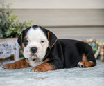 Puppy Lainey Beabull