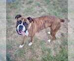 Small Photo #2 Boxer Puppy For Sale in Dumont, NJ, USA