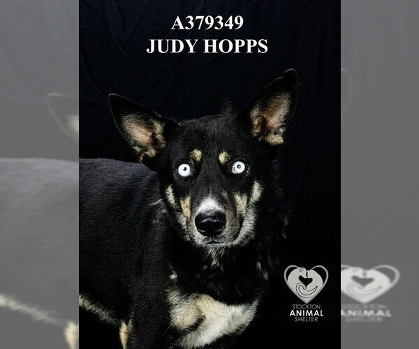 Medium Photo #2 Siberian Husky Puppy For Sale in Stockton, CA, USA