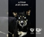 Small #1 Siberian Husky
