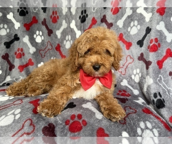 Medium Photo #5 Cockapoo (Miniature) Puppy For Sale in LAKELAND, FL, USA