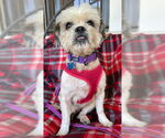 Small #2 Shih Tzu Mix