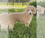 Small #3 Poodle (Toy)