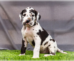 Puppy Jackson Great Dane