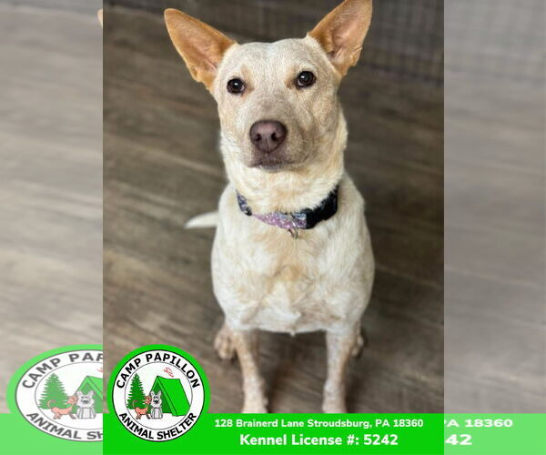 Medium Photo #9 Red Heeler-Unknown Mix Puppy For Sale in Stroudsburg, PA, USA