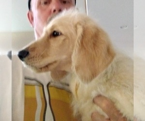 Labradoodle Puppy for sale in JEFFERSONTOWN, KY, USA