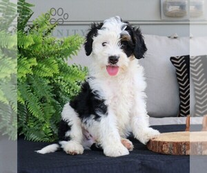 Bernedoodle (Miniature) Puppy for sale in NARVON, PA, USA