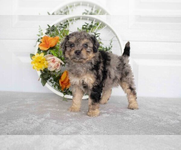 Medium Photo #2 Bernedoodle (Miniature) Puppy For Sale in NEWCOMERSTOWN, OH, USA