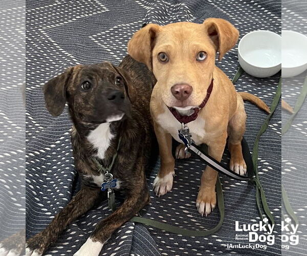 Medium Photo #4 Labrador Retriever-Retriever  Mix Puppy For Sale in Washington, DC, USA