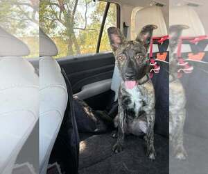 Holland Shepherd Dogs for adoption in Imlay City, MI, USA