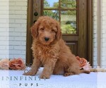 Small #3 Goldendoodle (Miniature)