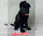 Small Photo #2 German Shepherd Dog Puppy For Sale in MIAMI, FL, USA