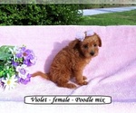 Image preview for Ad Listing. Nickname: Violet