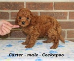 Small #1 Cock-A-Poo