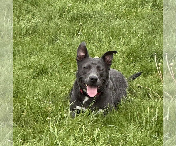Medium Photo #6 American Pit Bull Terrier-Labrador Retriever Mix Puppy For Sale in Germantown, OH, USA