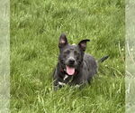 Small #5 American Pit Bull Terrier-Labrador Retriever Mix