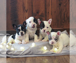 Small Photo #2 Faux Frenchbo Bulldog Puppy For Sale in NARVON, PA, USA