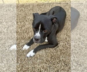 American Staffordshire Terrier-Unknown Mix Dogs for adoption in McKinney, TX, USA