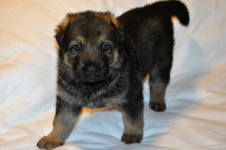German Shepherd Dog Puppy for sale in ALLIANCE, OH, USA