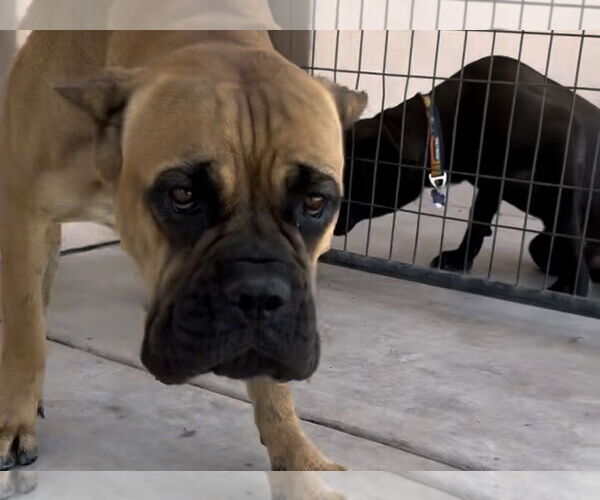 Medium Photo #7 Mutt Puppy For Sale in Goodyear, AZ, USA