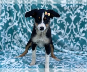 Australian Shepherd Puppy for sale in LAKELAND, FL, USA