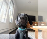Small #12 Labrador Retriever Mix