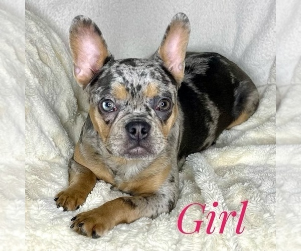 Medium Photo #1 French Bulldog Puppy For Sale in BOTHELL, WA, USA