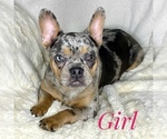 Small Photo #1 French Bulldog Puppy For Sale in BOTHELL, WA, USA