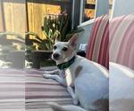 Small Chihuahua-Siberian Husky Mix